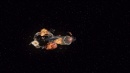 dead-stop-490.jpg